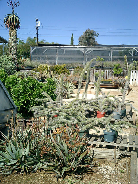 Cactus Crawl - 04