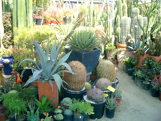 Cactus Crawl - 13