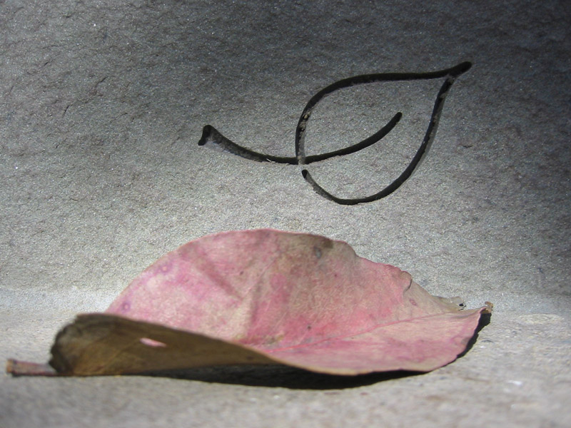 Macro-07