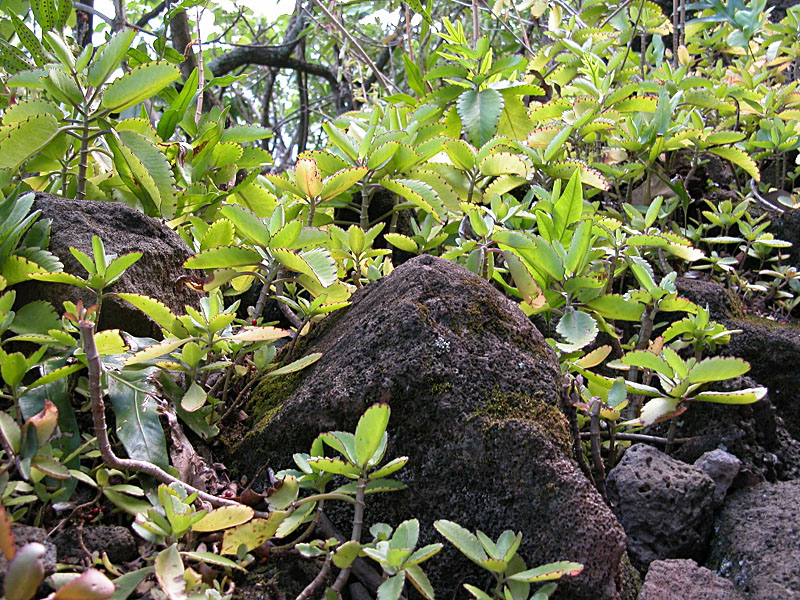 DSCN0067.JPG